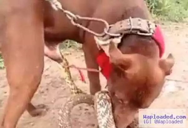 Photos: Snake bites dog on the penis and refuses to let go